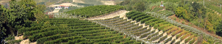 Paesaggio delle colline del Roero