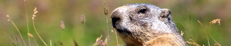 Marmotta nel Parco Nazionale del Gran Paradiso